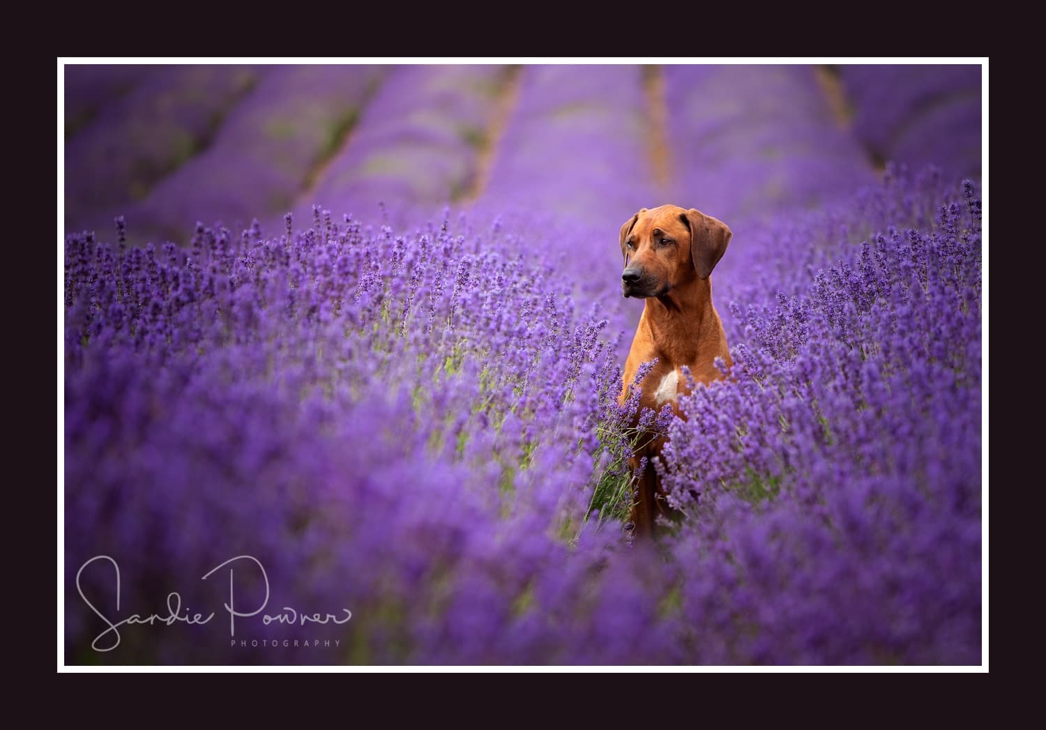 Image of Sandie Powner Photography Image of Sandie Powner Photography