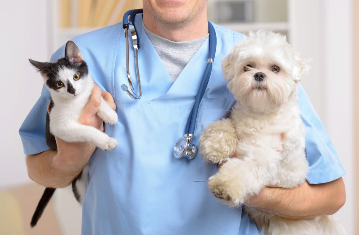 Image of Our Pet's Health Image of Our Pet's Health